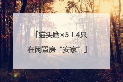 猫头鹰×5！4只在闲置房“安家”