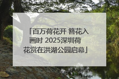 百万荷花开 簪花入画时 2025深圳荷花赏在洪湖公园启幕