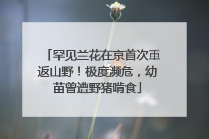 罕见兰花在京首次重返山野！极度濒危，幼苗曾遭野猪啃食