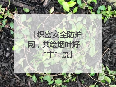 织密安全防护网，共绘烟叶好“丰”景