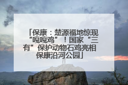 保康：楚源福地惊现“嘎嘎鸡”！国家“三有”保护动物石鸡亮相保康沿河公园