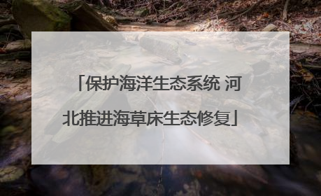 保护海洋生态系统 河北推进海草床生态修复
