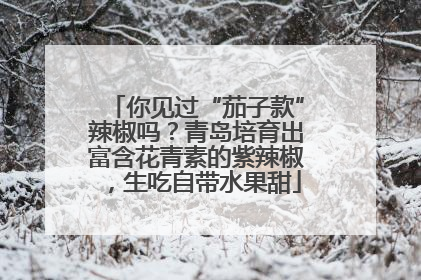 你见过“茄子款”辣椒吗？青岛培育出富含花青素的紫辣椒，生吃自带水果甜