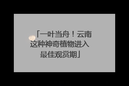 一叶当舟！云南这种神奇植物进入最佳观赏期