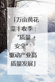 万亩黄花菜丰收季：“质量 + 安全” 驱动产业高质量发展