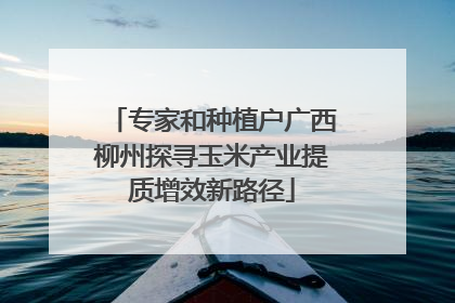 专家和种植户广西柳州探寻玉米产业提质增效新路径