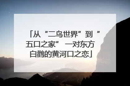 从“二鸟世界”到“五口之家” 一对东方白鹳的黄河口之恋