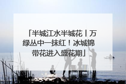 半城江水半城花丨万绿丛中一抹红！冰城锦带花进入盛花期