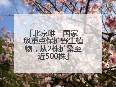北京唯一国家一级重点保护野生植物，从2株扩繁至近500株