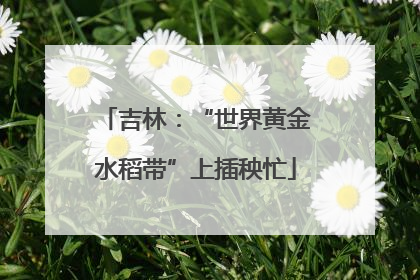 吉林：“世界黄金水稻带”上插秧忙