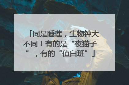 同是睡莲，生物钟大不同！有的是“夜猫子”，有的“值白班”