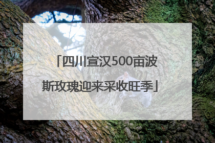 四川宣汉500亩波斯玫瑰迎来采收旺季