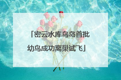 密云水库鸟岛首批幼鸟成功离巢试飞
