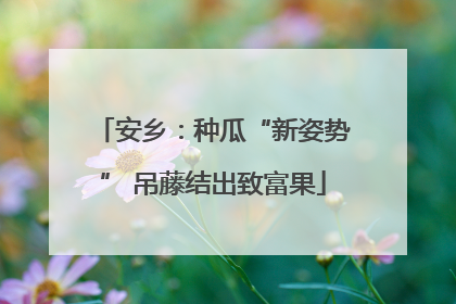 安乡：种瓜“新姿势” 吊藤结出致富果
