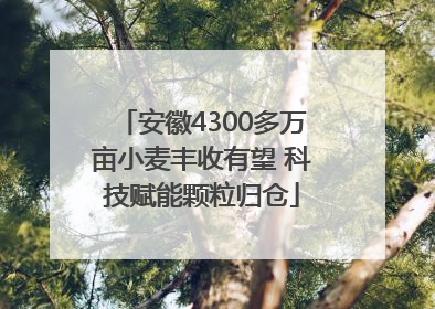 安徽4300多万亩小麦丰收有望 科技赋能颗粒归仓