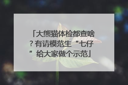 大熊猫体检都查啥？有请模范生“七仔”给大家做个示范