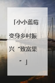 小小蓝莓变身乡村振兴“致富果”