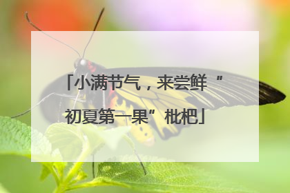 小满节气，来尝鲜“初夏第一果”枇杷