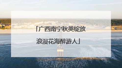广西南宁秋英绽放 浪漫花海醉游人