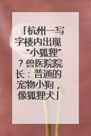 杭州一写字楼内出现“小狐狸”？兽医院院长：普通的宠物小狗，像狐狸犬