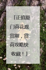正值厦门荷花观赏期，赏荷攻略快收藏！