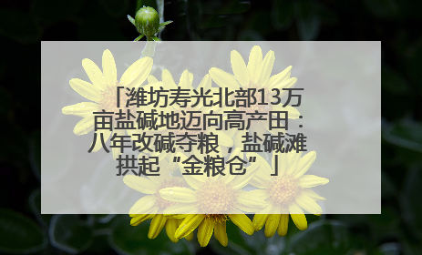 潍坊寿光北部13万亩盐碱地迈向高产田：八年改碱夺粮，盐碱滩拱起“金粮仓”