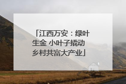 江西万安：绿叶生金 小叶子撬动乡村共富大产业