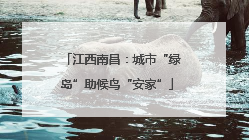 江西南昌：城市“绿岛”助候鸟“安家”