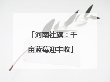 河南社旗：千亩蓝莓迎丰收