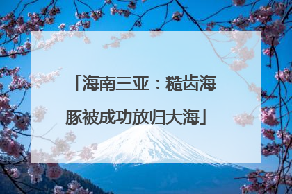 海南三亚：糙齿海豚被成功放归大海