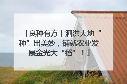 良种有方丨泗洪大地“种”出美妙，铺就农业发展金光大“稻”！
