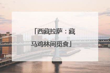 西藏拉萨：藏马鸡林间觅食