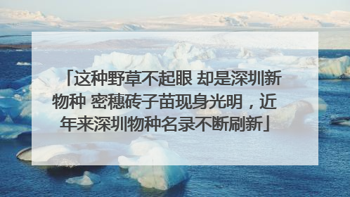 这种野草不起眼 却是深圳新物种 密穗砖子苗现身光明，近年来深圳物种名录不断刷新