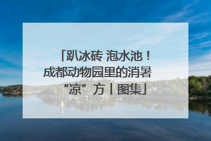 趴冰砖 泡水池！成都动物园里的消暑“凉”方丨图集