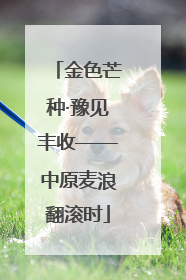 金色芒种·豫见丰收——中原麦浪翻滚时