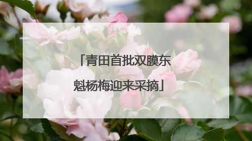 青田首批双膜东魁杨梅迎来采摘