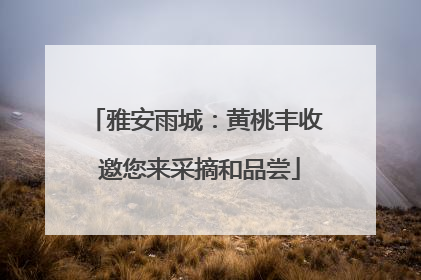 雅安雨城：黄桃丰收 邀您来采摘和品尝