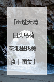 雨过天晴 白头鸟荷花池里找美食｜图集