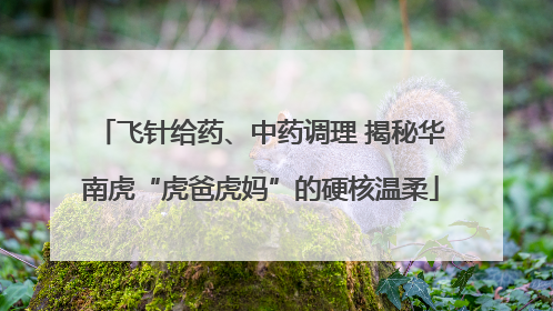 飞针给药、中药调理 揭秘华南虎“虎爸虎妈”的硬核温柔