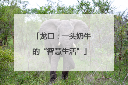 龙口：一头奶牛的“智慧生活”