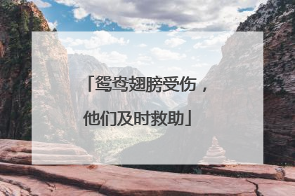 鸳鸯翅膀受伤，他们及时救助