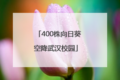 400株向日葵空降武汉校园
